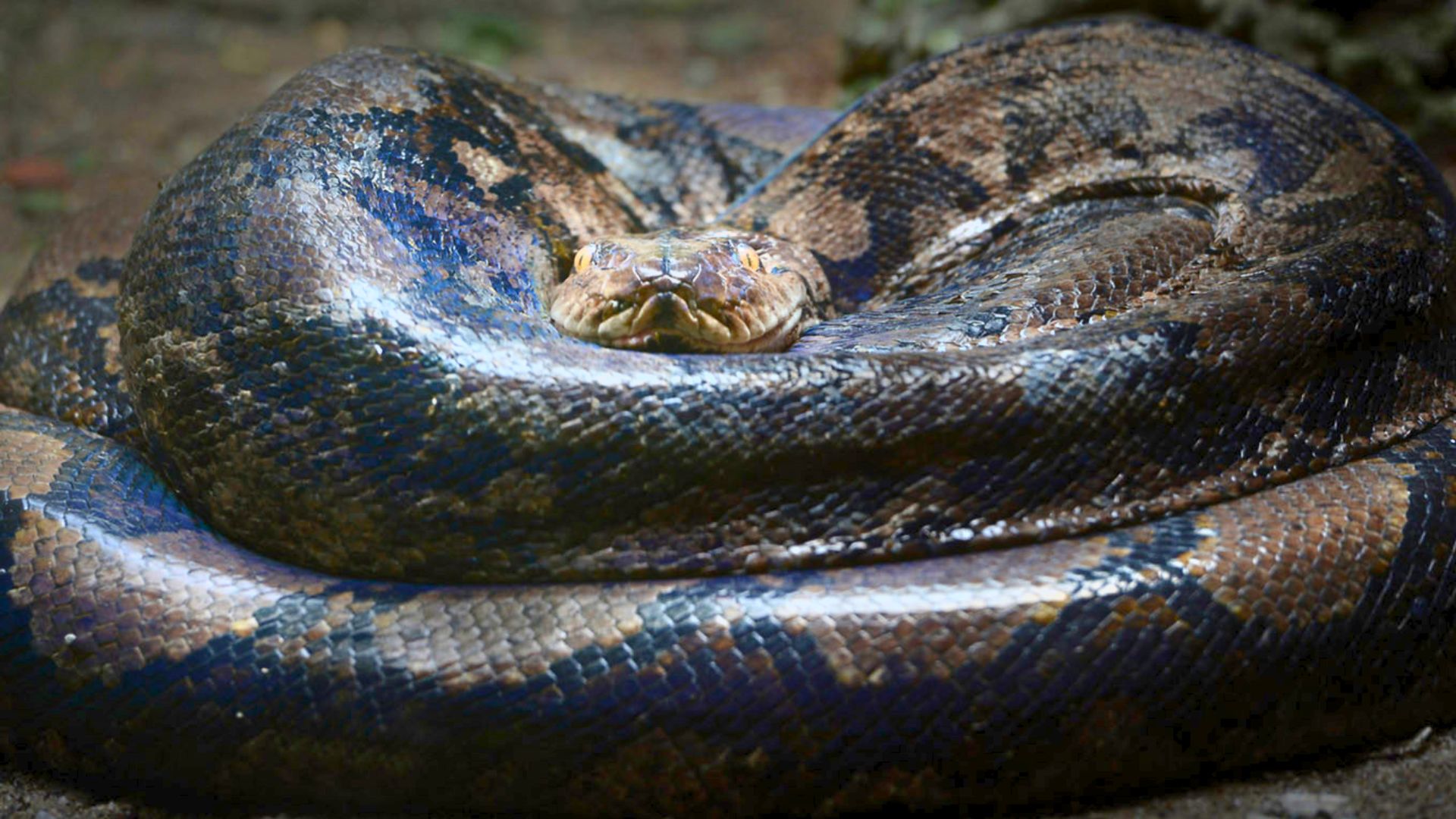 Python Cryptography Breaks Up with OpenSSL with Paul Kehrer and Alex Gaynor