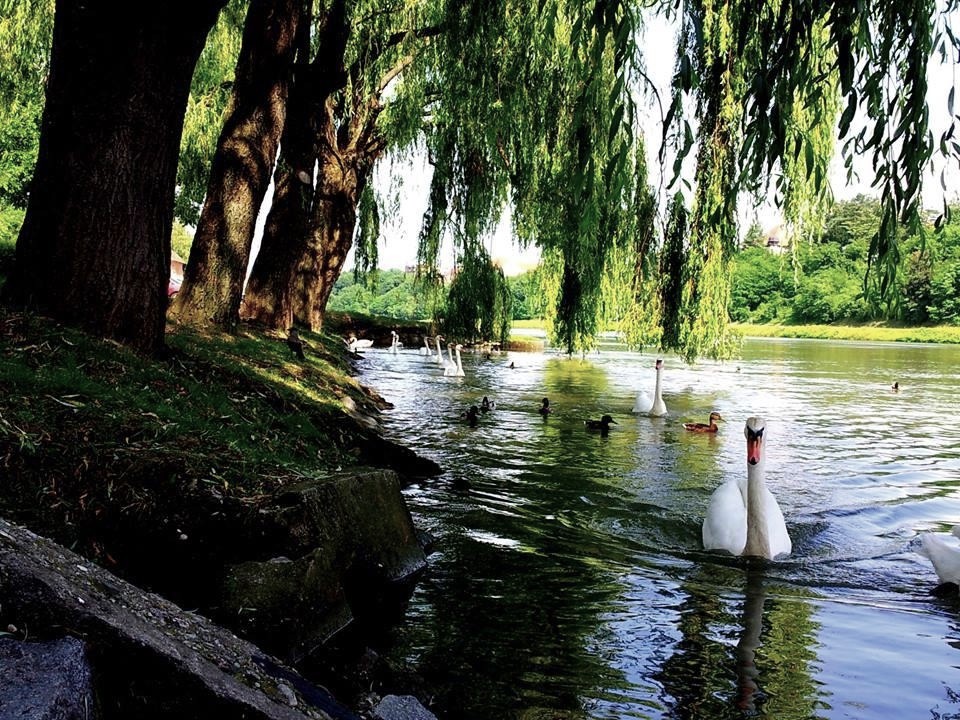 Quantum Willow with John Schanck and Samuel Jacques